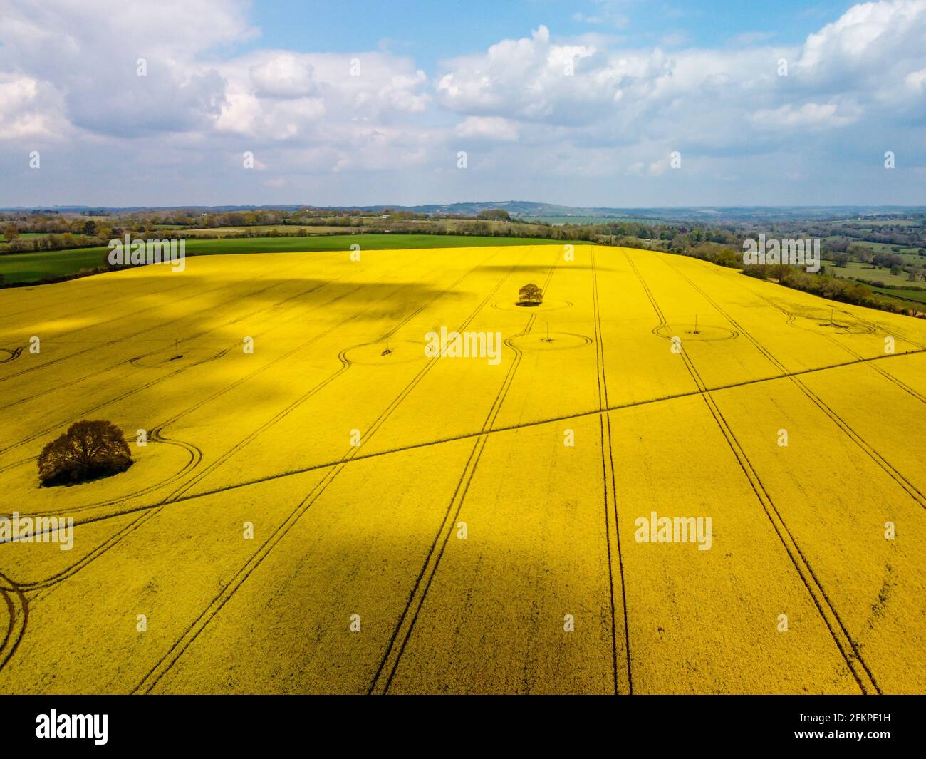 Campo di colza giallo brillante nell'Hampshire, Inghilterra Foto Stock