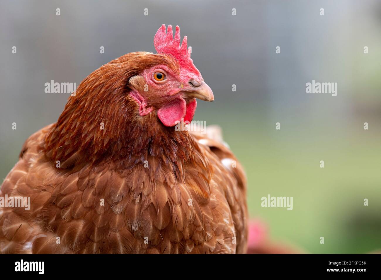 Libero raggio gallina roaming piccolo nella Yorkshire Dales, Regno Unito. Foto Stock