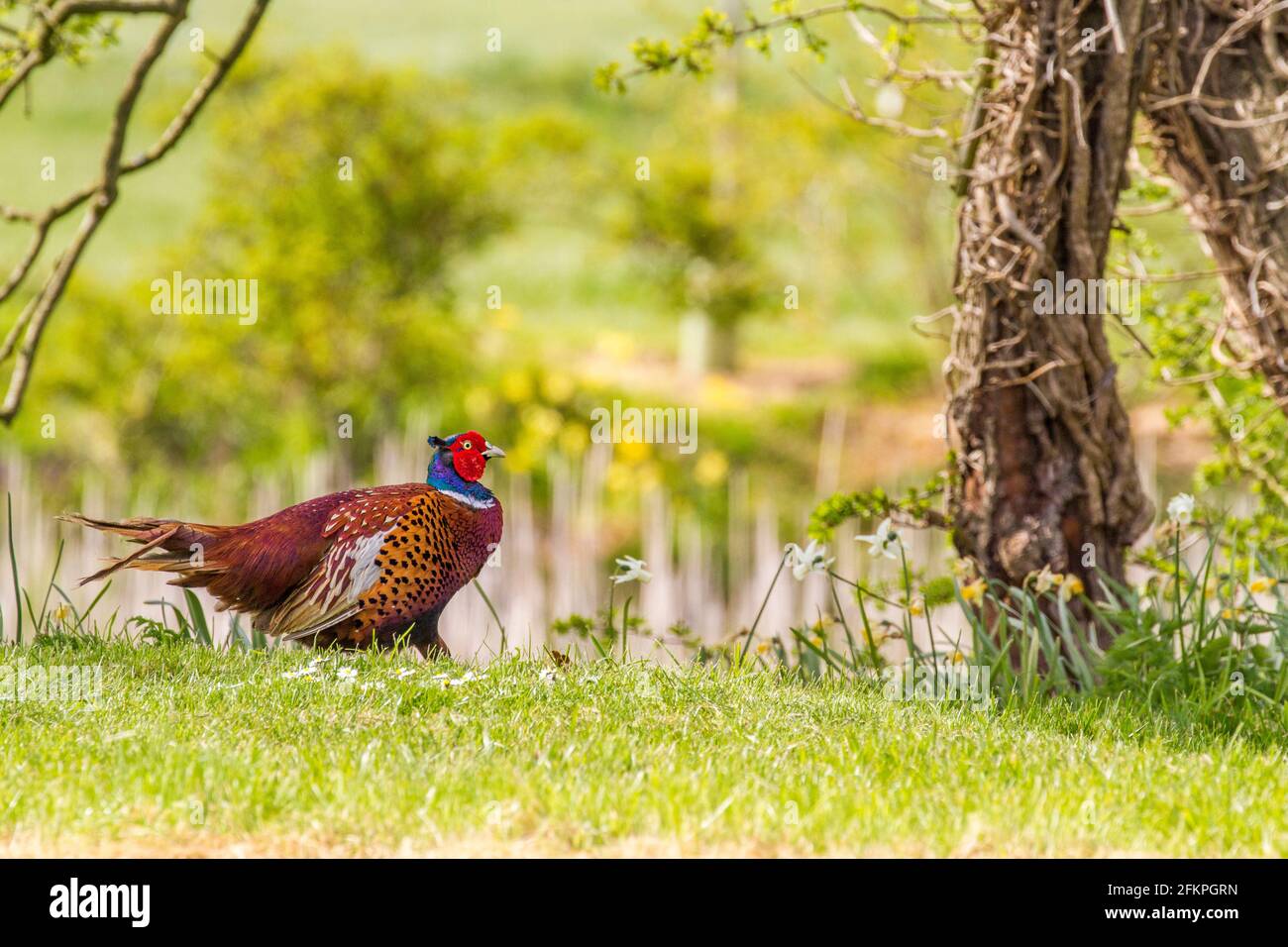 Phasant Phasianus colchicus camminando lungo un lago in un inglese cottage giardino Foto Stock