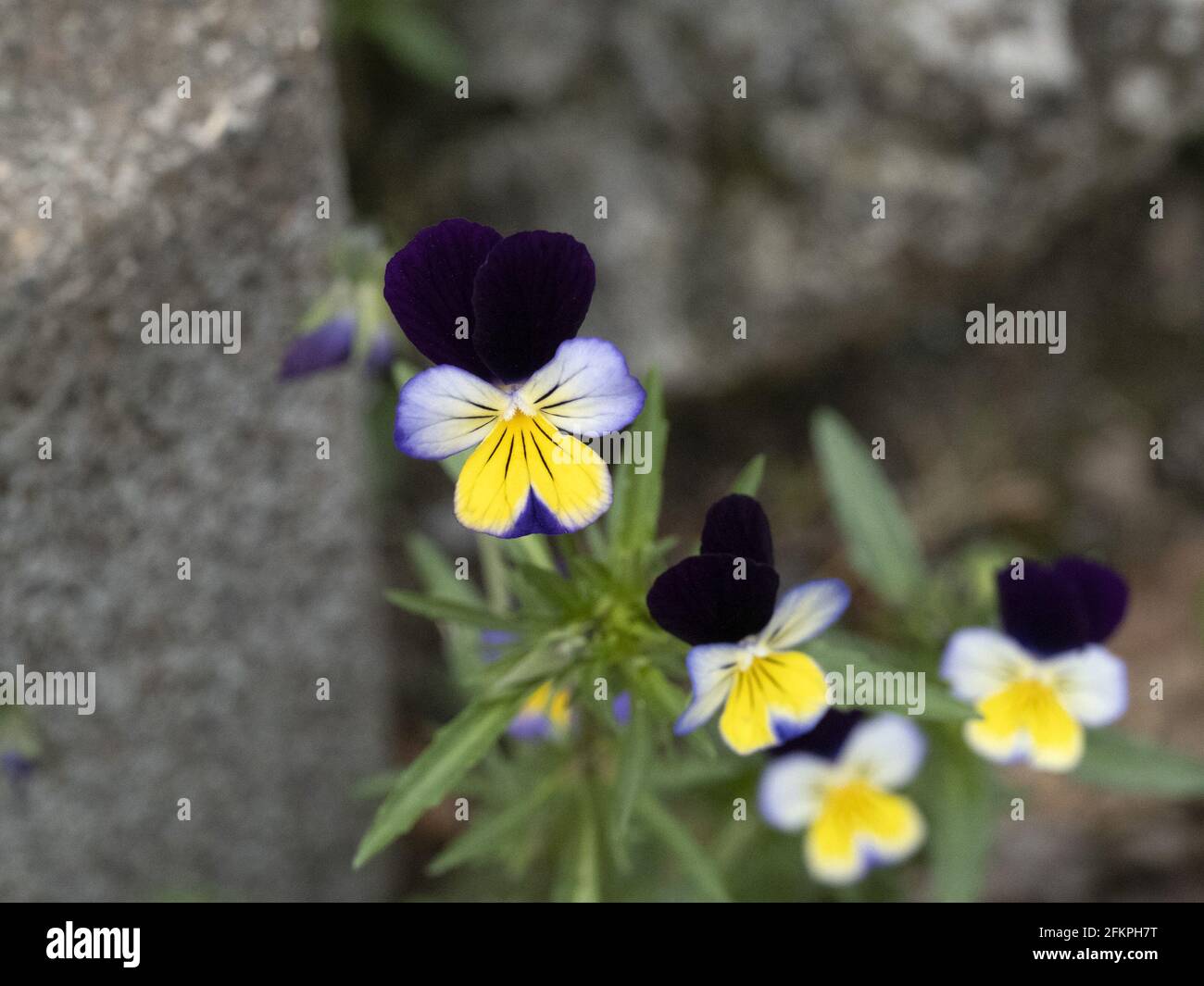 viola tricolore fiore primo piano macro Foto Stock