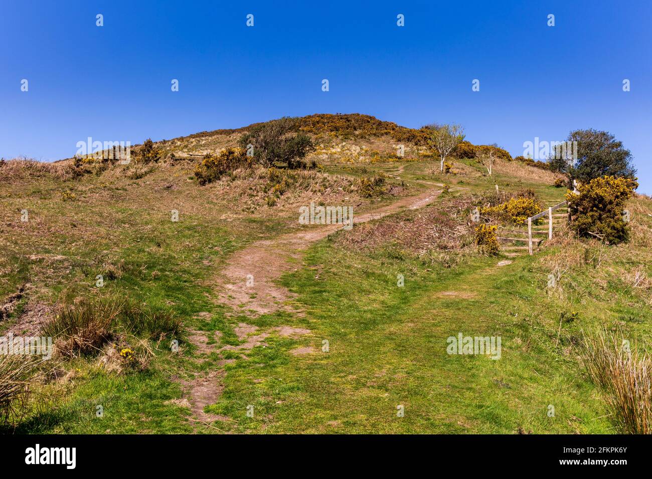 La salita a Pilsdon Pen Iron Age Hill Fort a Dorset, Inghilterra Foto Stock