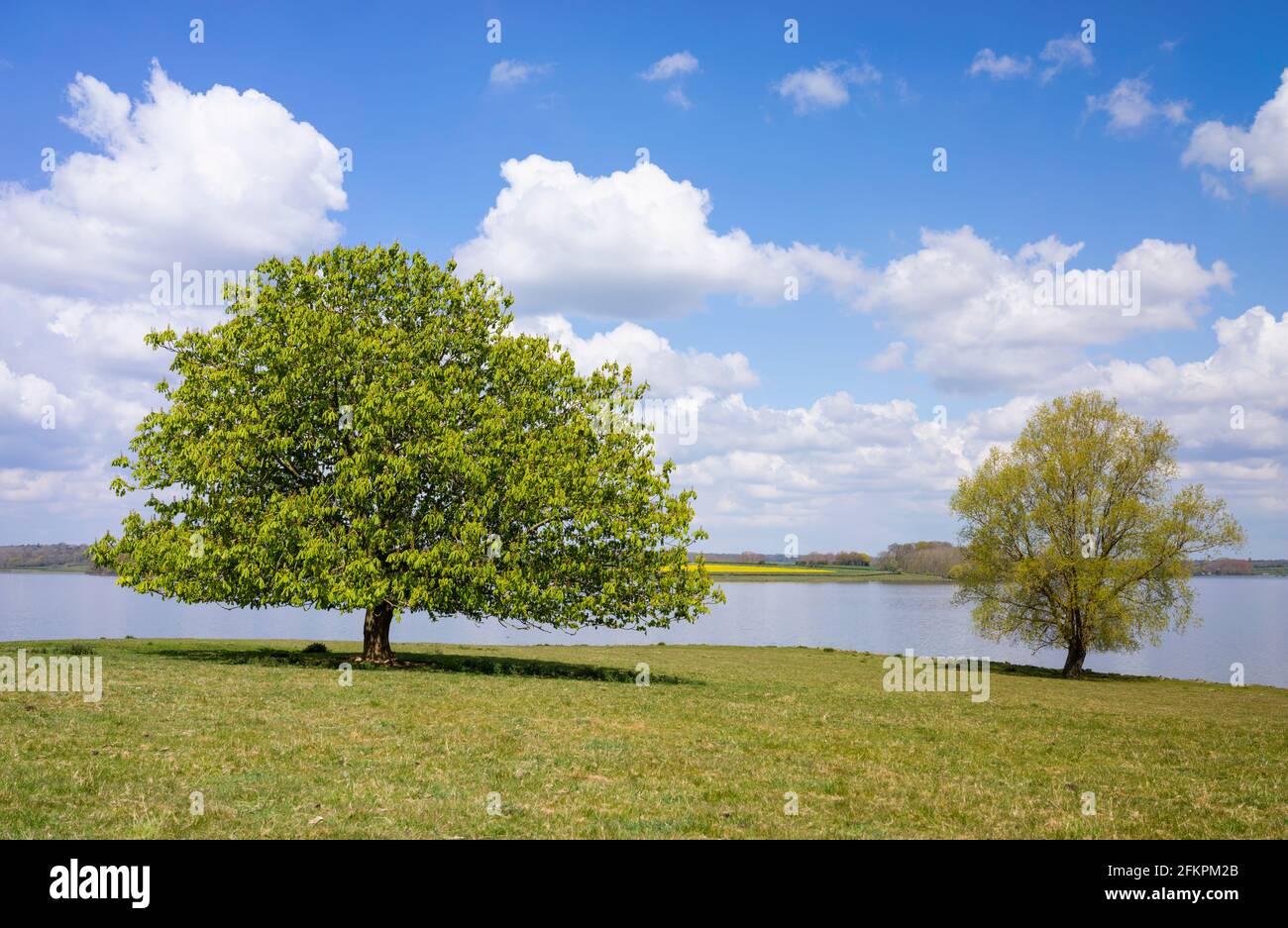 Due alberi sul lato del lago artificiale Rutland di Oakham Rutland Inghilterra UK GB Europa Foto Stock