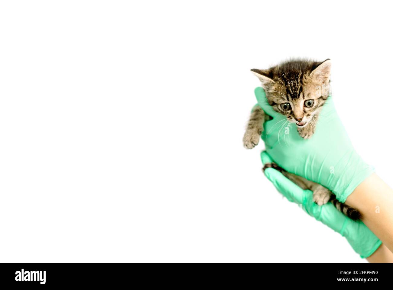 Infelice cucciolo neonato nelle mani del veterinario primo piano Foto Stock