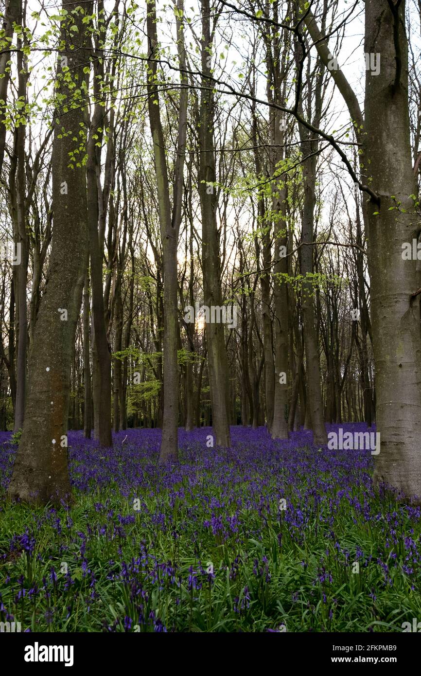 Campane blu nei boschi di Badbury vicino a Faringdon Foto Stock