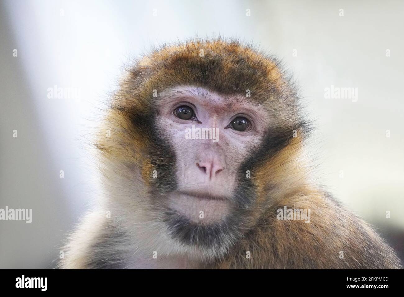 Barbary macaque primo piano. Ritratto di una scimmia. Macaca sylvanus. Faccia scimmia. Foto Stock