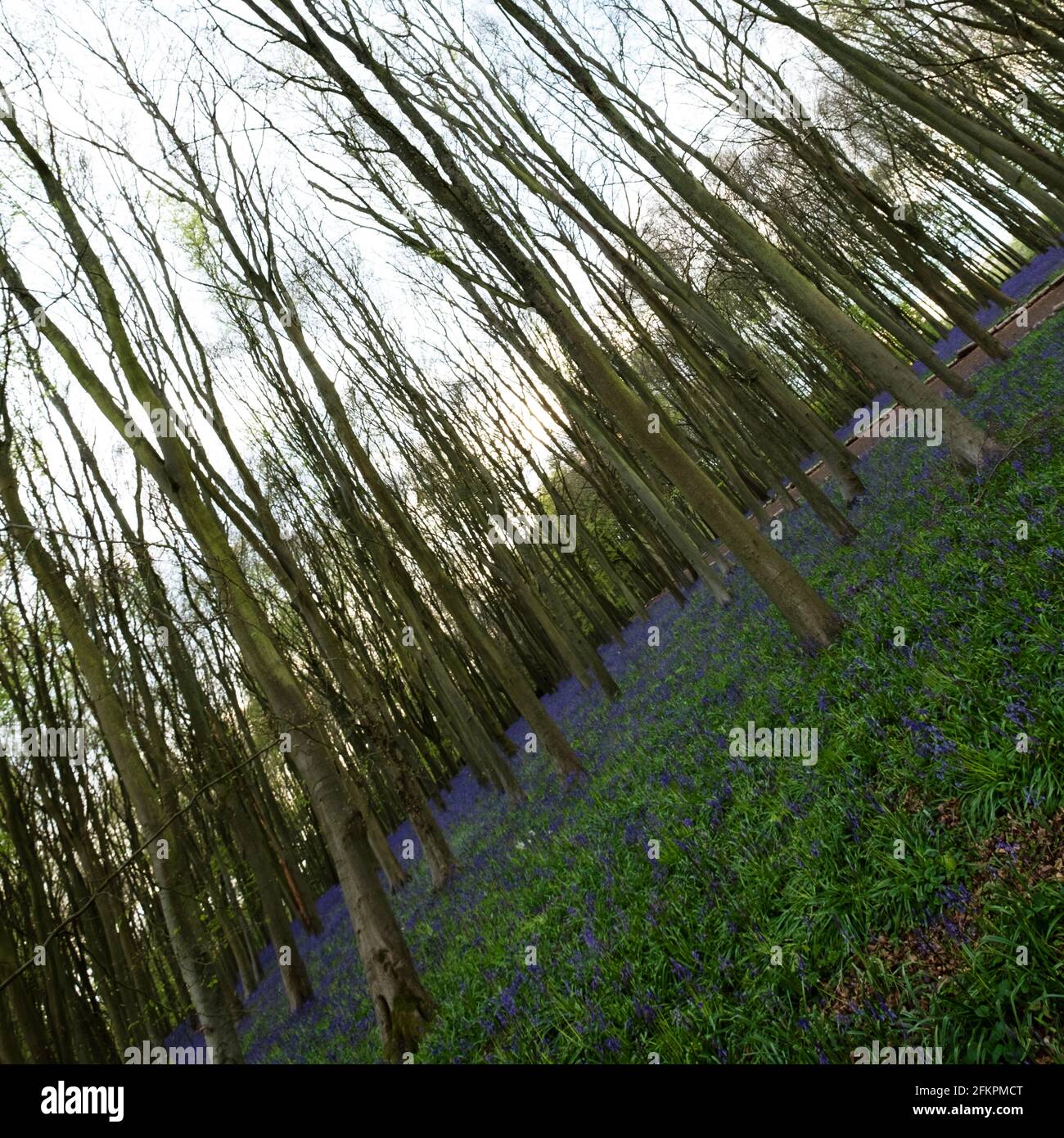 Campane blu nei boschi di Badbury vicino a Faringdon Foto Stock