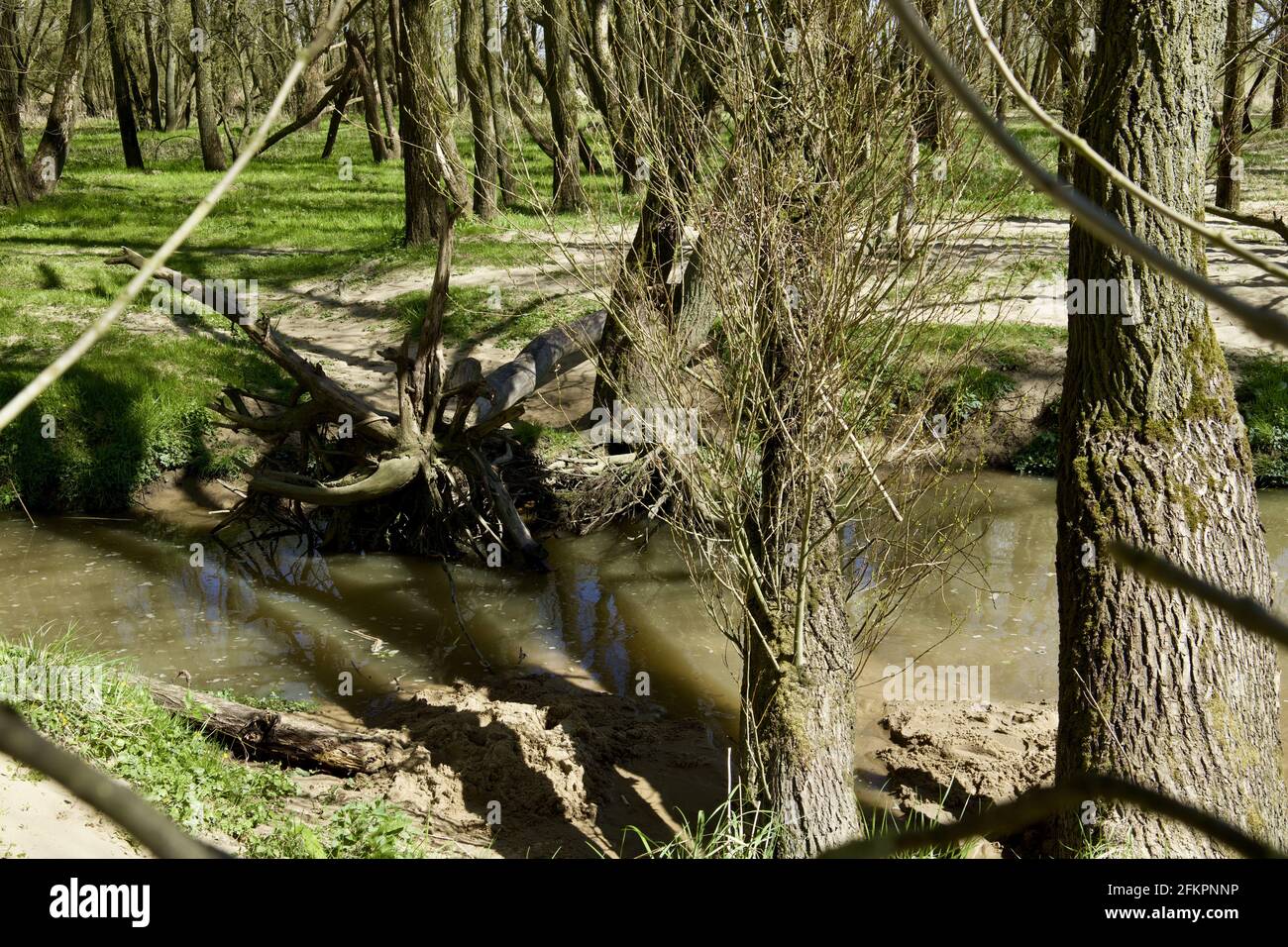 Ruscello circondato da alberi in Schleswig-Holstein, Germania Foto Stock