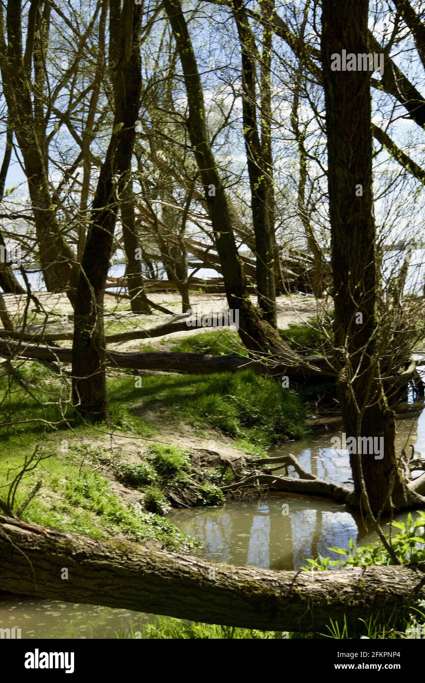 Immagine verticale di un ruscello circondato da alberi in Schleswig-Holstein, Germania Foto Stock