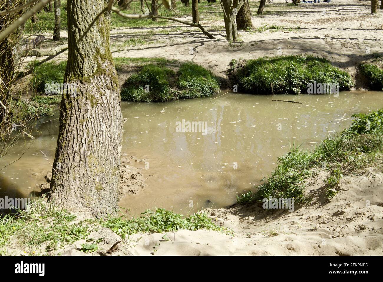 Piccolo ruscello nella foresta di Schleswig-Holstein, Germania Foto Stock