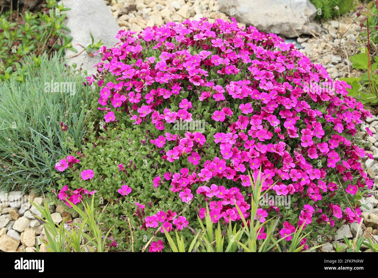 Fiori di Aubrieta in fiore in giardino rockery Foto Stock