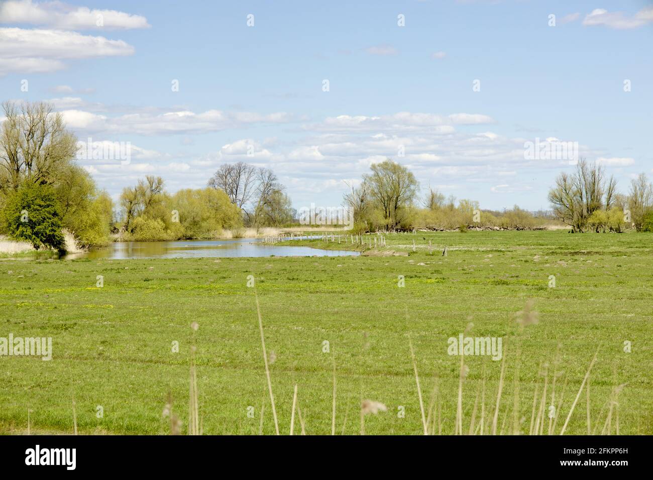Ruscello circondato da erba verde fresca in Schleswig-Holstein, Germania Foto Stock