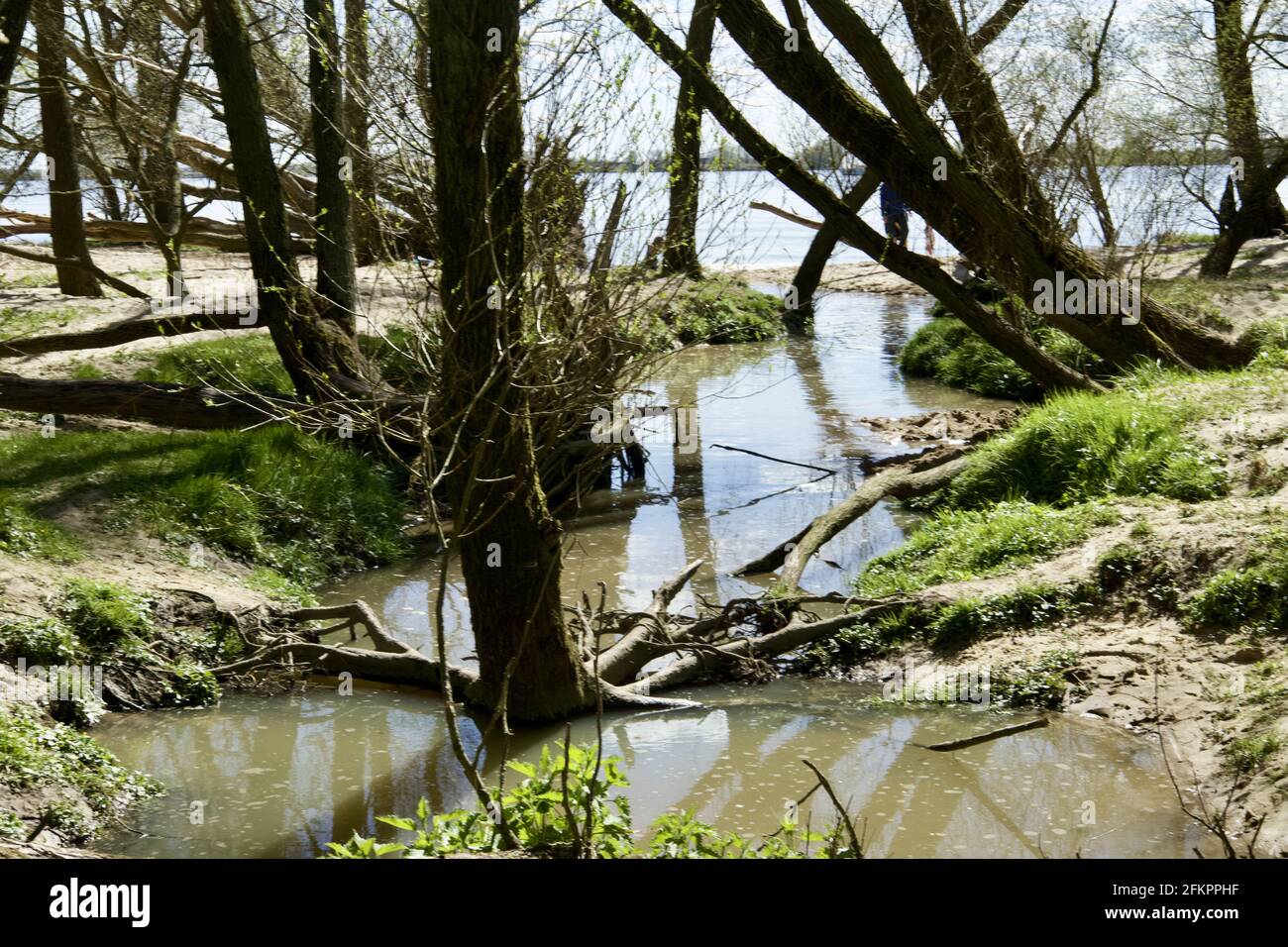 Ruscello circondato da alberi in Schleswig-Holstein, Germania Foto Stock