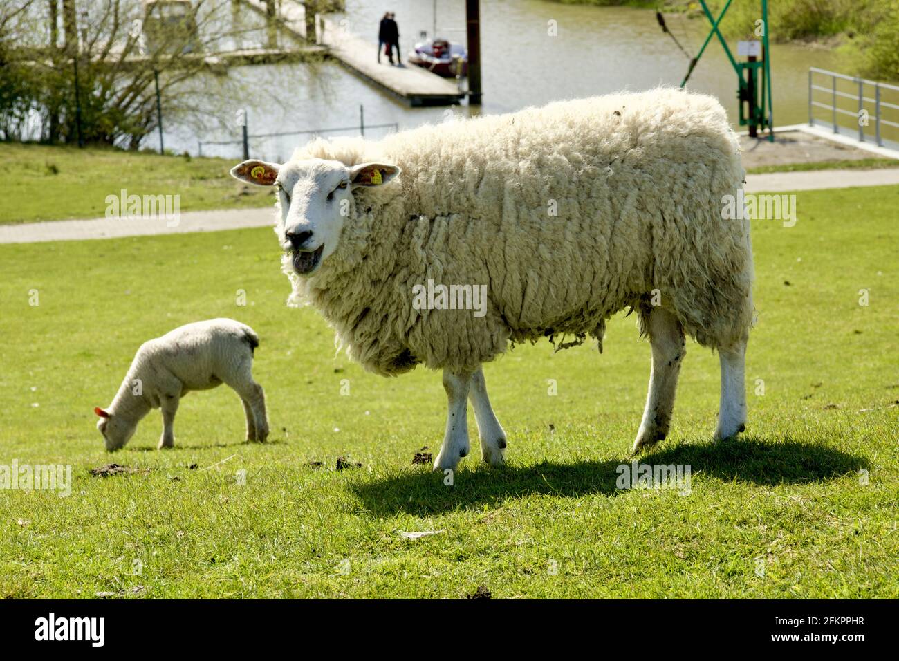 Pecora bianca con agnello sul pascolo nello Schleswig-Holstein, Germania Foto Stock