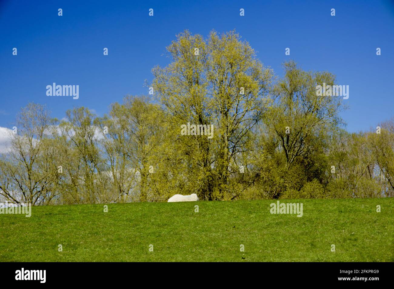 Pecora bianca adagiata su erba verde nello Schleswig-Holstein, Germania Foto Stock
