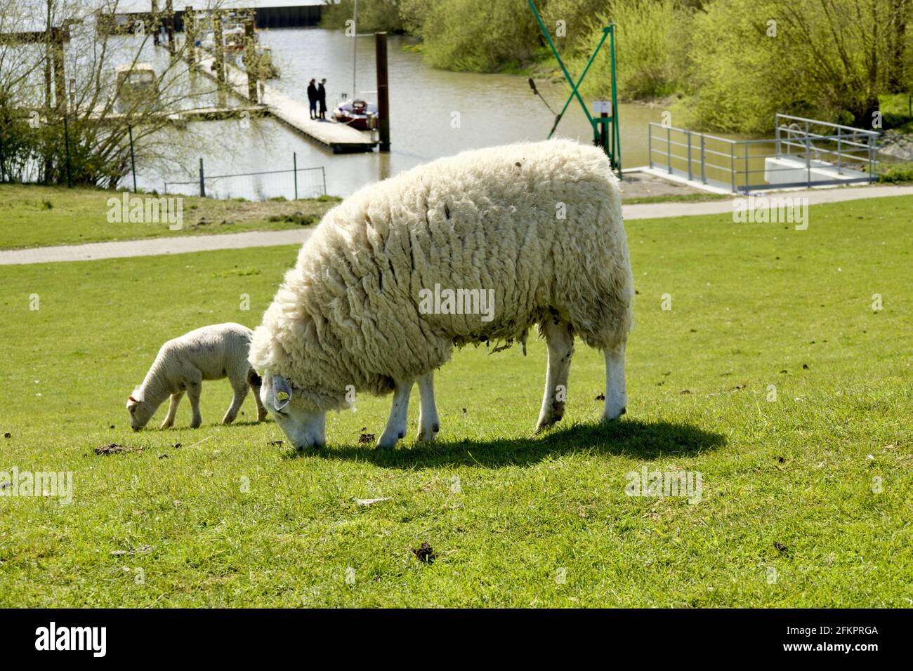 Pecora bianca con agnello sul pascolo nello Schleswig-Holstein, Germania Foto Stock