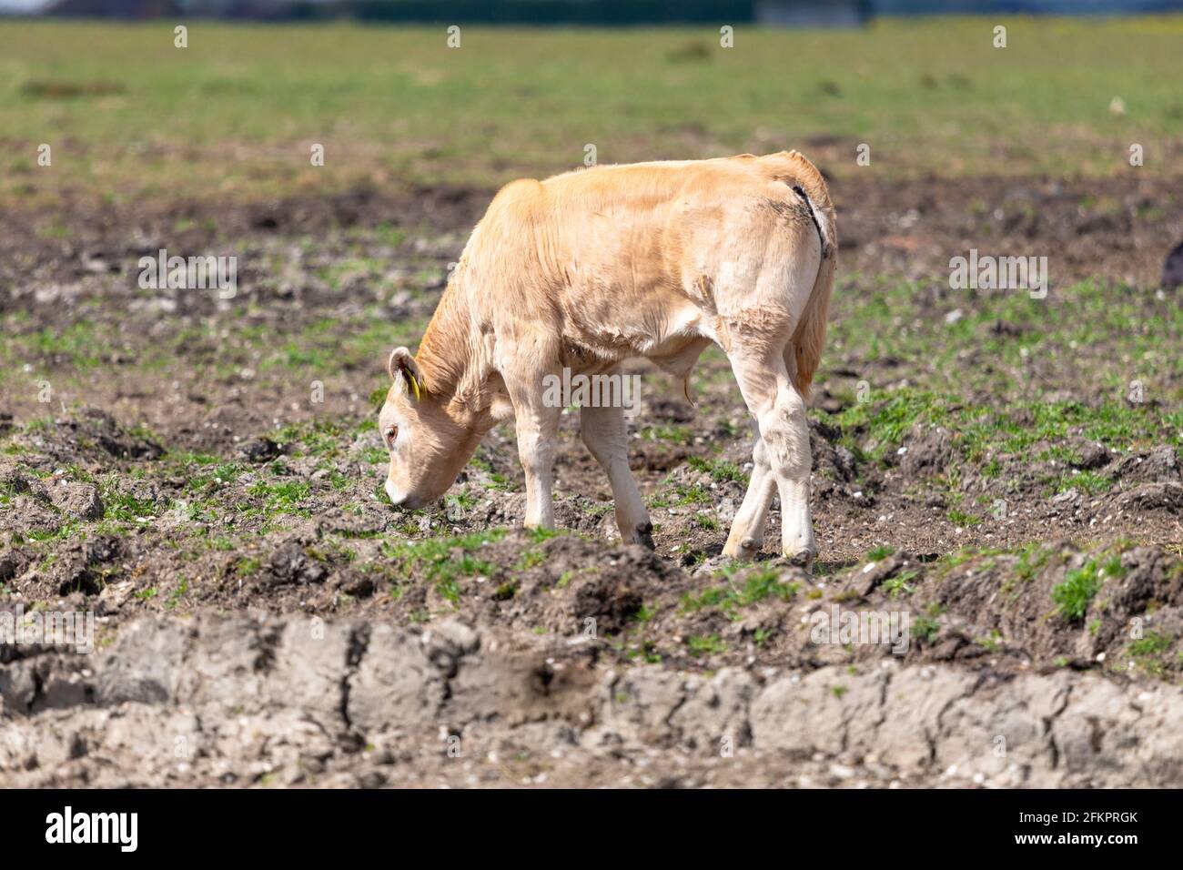 Mucche in un campo, lydd, kent, uk Foto Stock