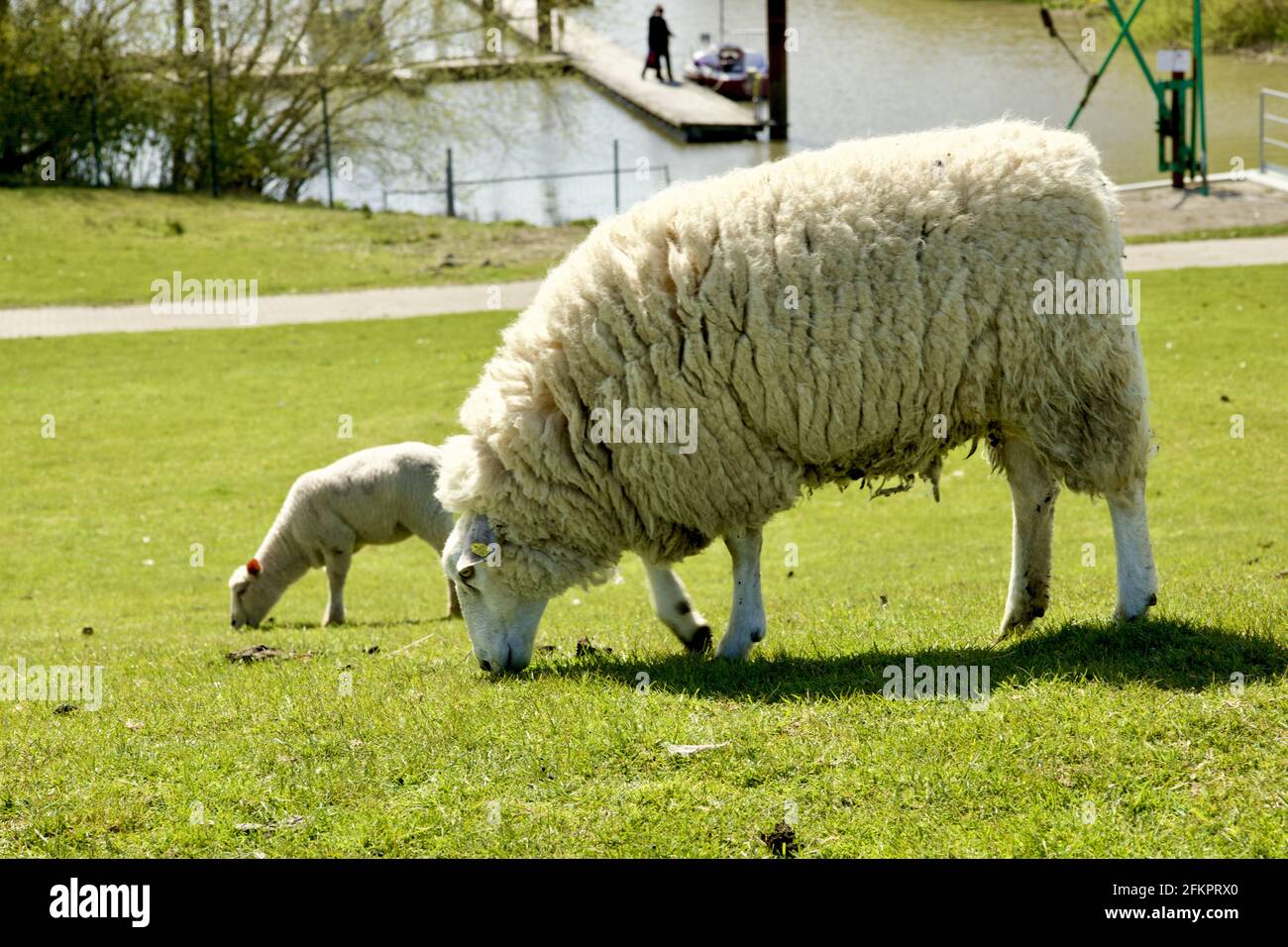 Pecora bianca con agnello sul pascolo nello Schleswig-Holstein, Germania Foto Stock