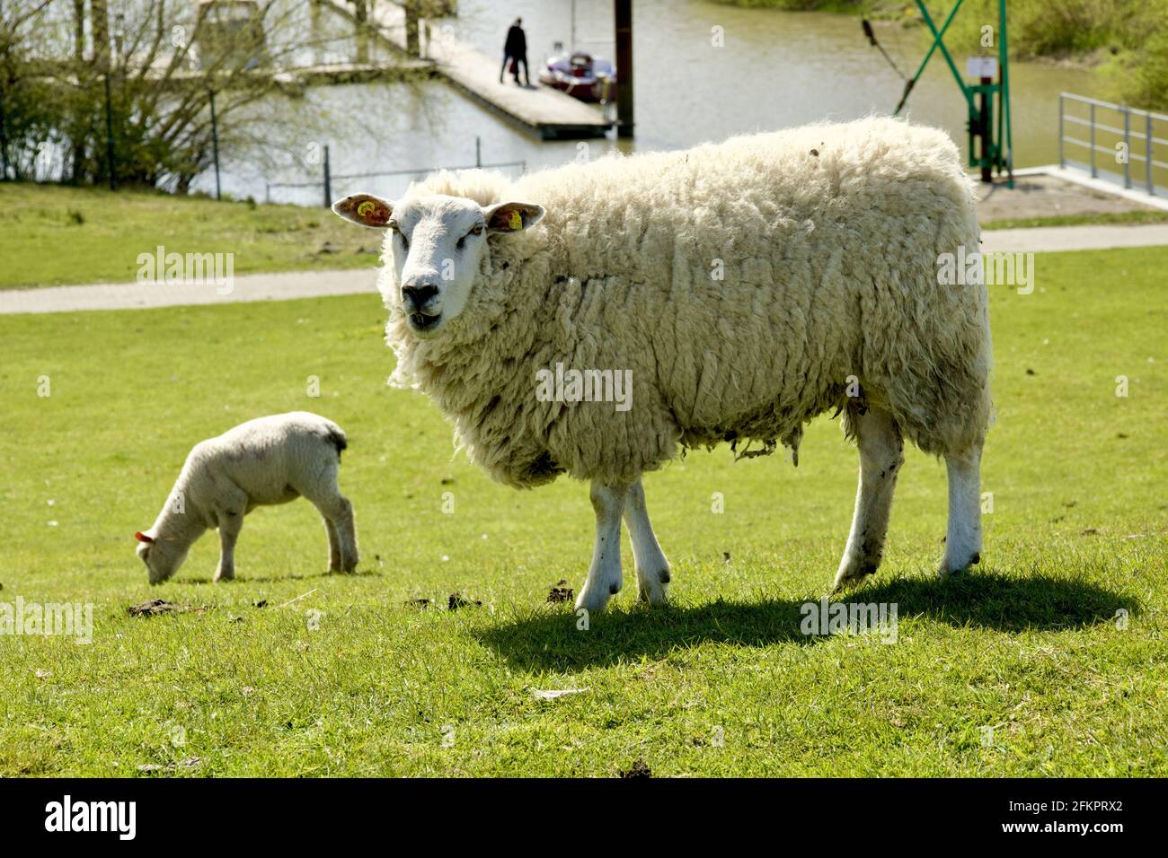 Pecora bianca con agnello sul pascolo nello Schleswig-Holstein, Germania Foto Stock