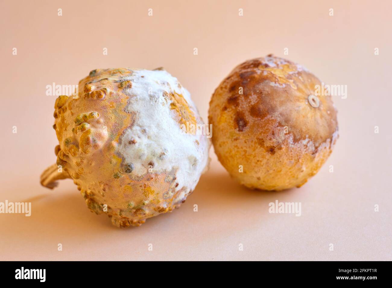 due zucche con muffa bianca e marrone su fondo beige. come conservare il cibo correttamente Foto Stock