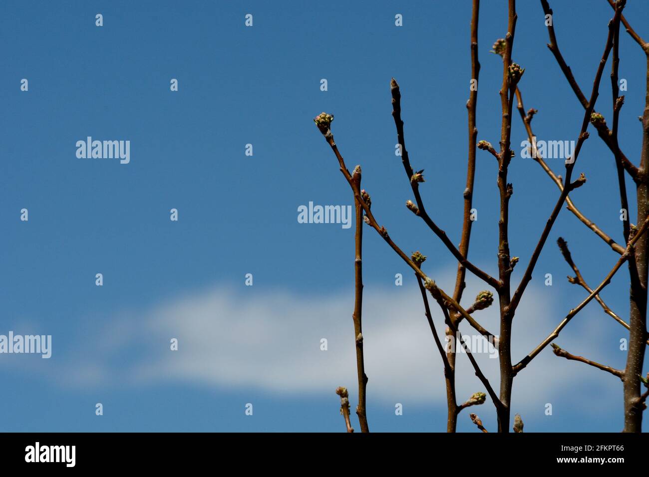 Le gemme su un albero di pera si preparano ad aprirsi con i fiori mentre la primavera porta il tempo caldo a Santa Fe, New Mexico. Foto Stock