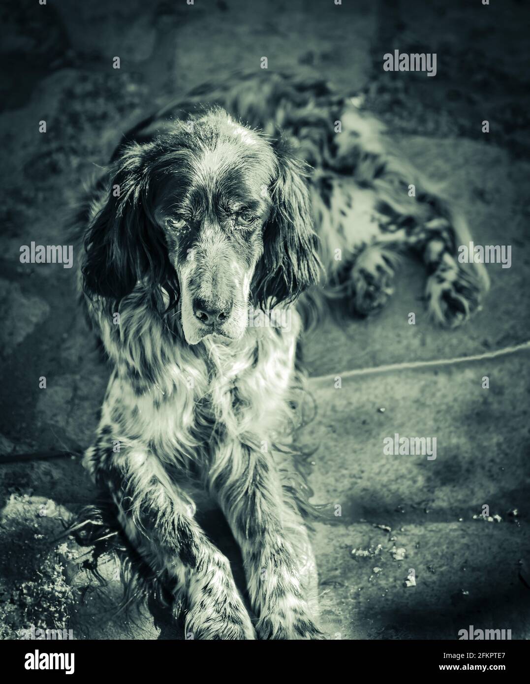 Un cane vecchio, stanco, vagato in bianco e nero. Foto Stock