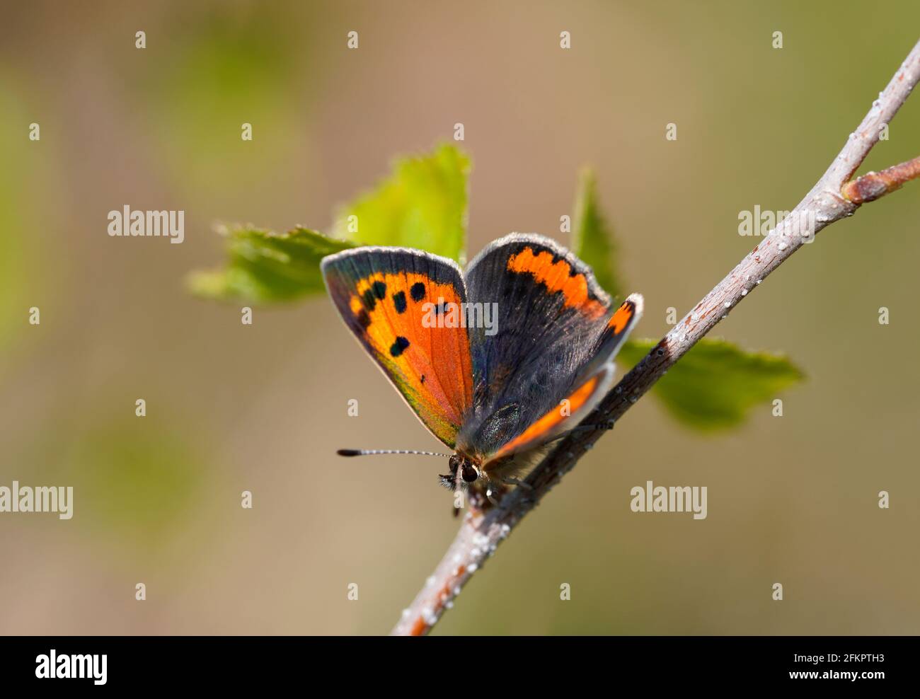 Piccola farfalla di fuoco, Lycaena phlaeas. Macro shot di una piccola farfalla con ali arancioni e nere. Insetti in primavera ed estate. Foto Stock
