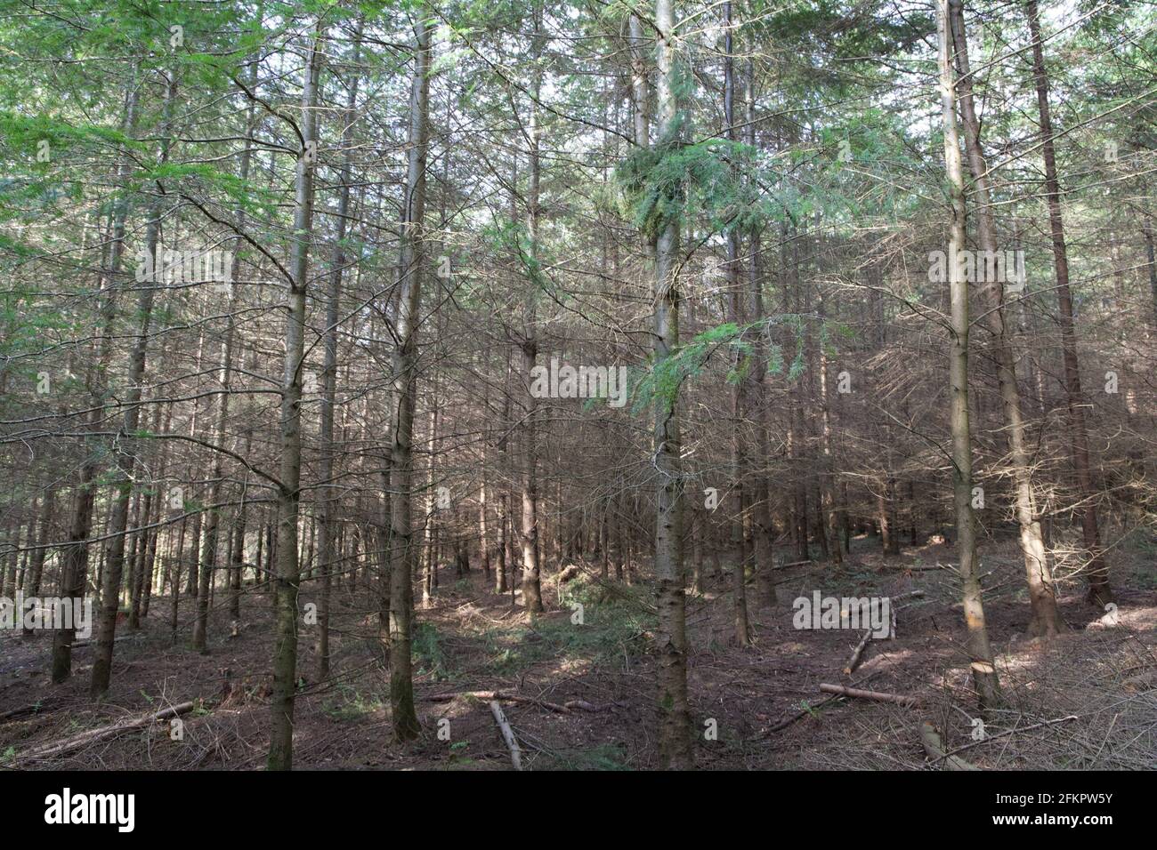 Foresta di Dean in Galles Foto Stock