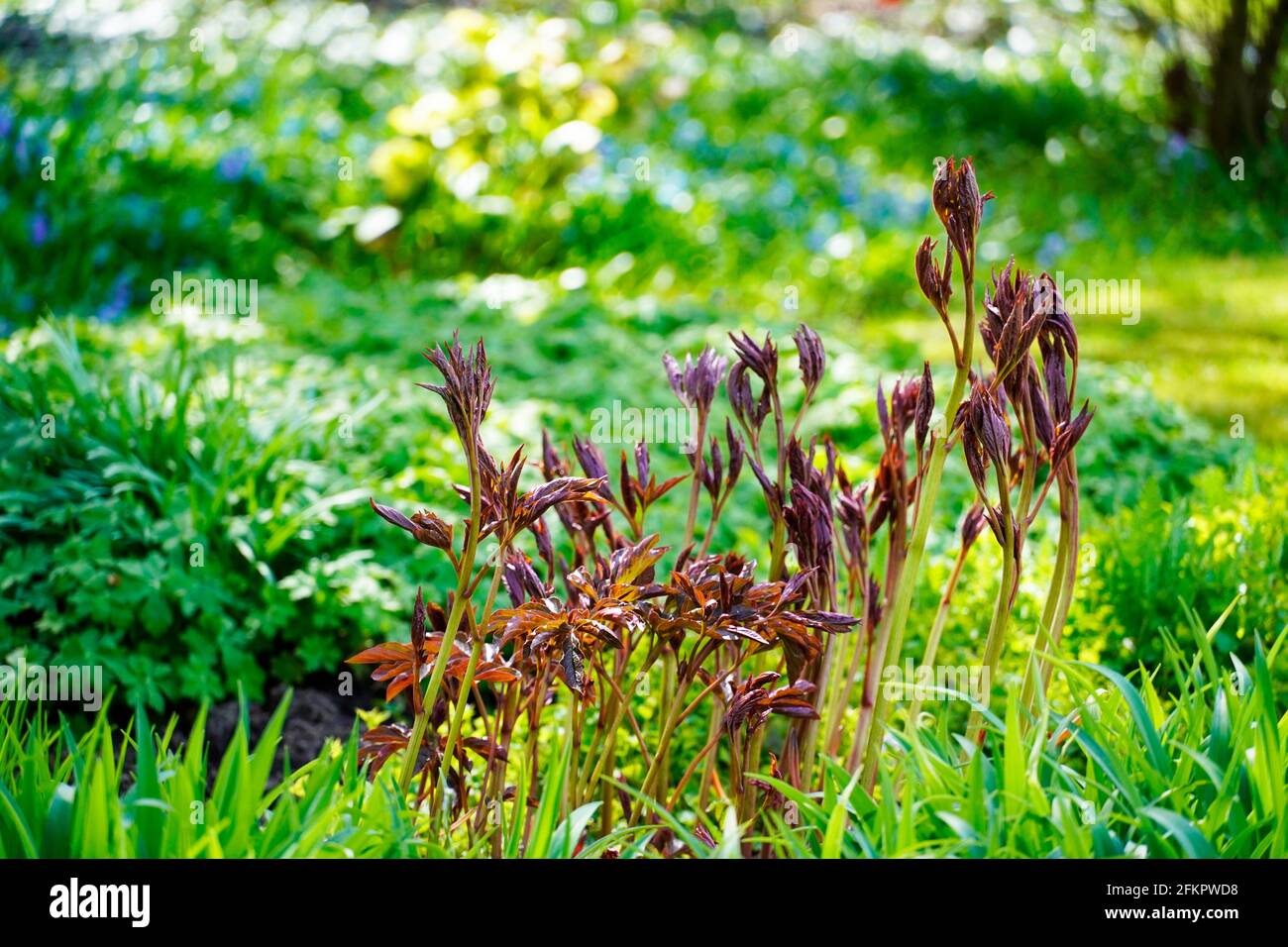 Letto verde nel giardino. Varie perenni in primavera con peonie crescenti. Foto Stock