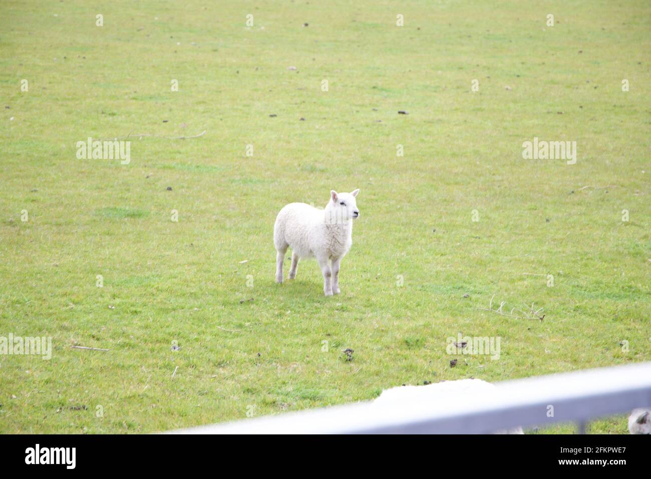 Agnello singolo in un campo in Galles Foto Stock