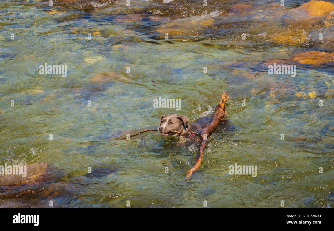 gray pit bull recuperando entusiasta bastone dal fiume freddo acqua in primavera Foto Stock