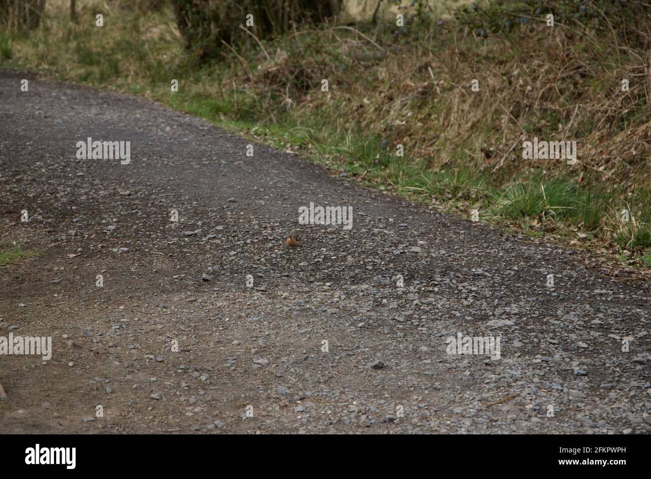 Finch sul sentiero del Four Falls Trail in Galles Foto Stock