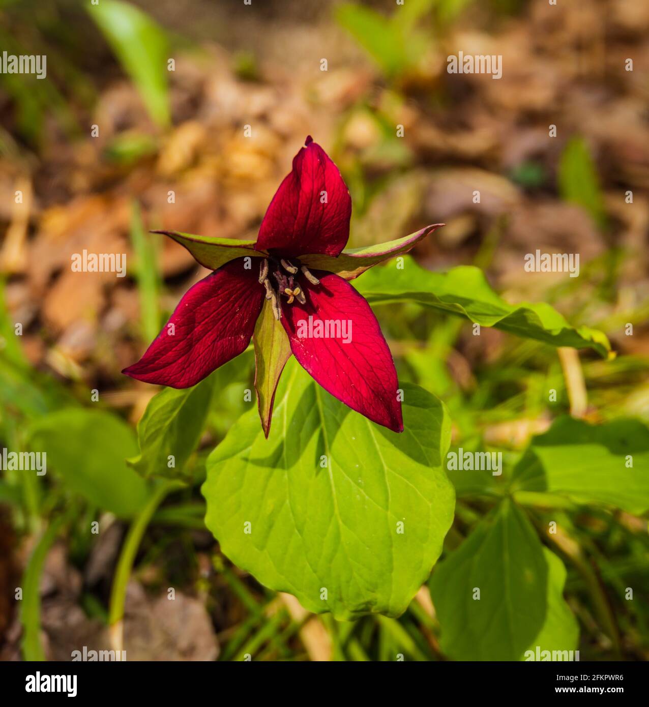 trillio rosso, fiore selvatico nei boschi in primavera Foto Stock