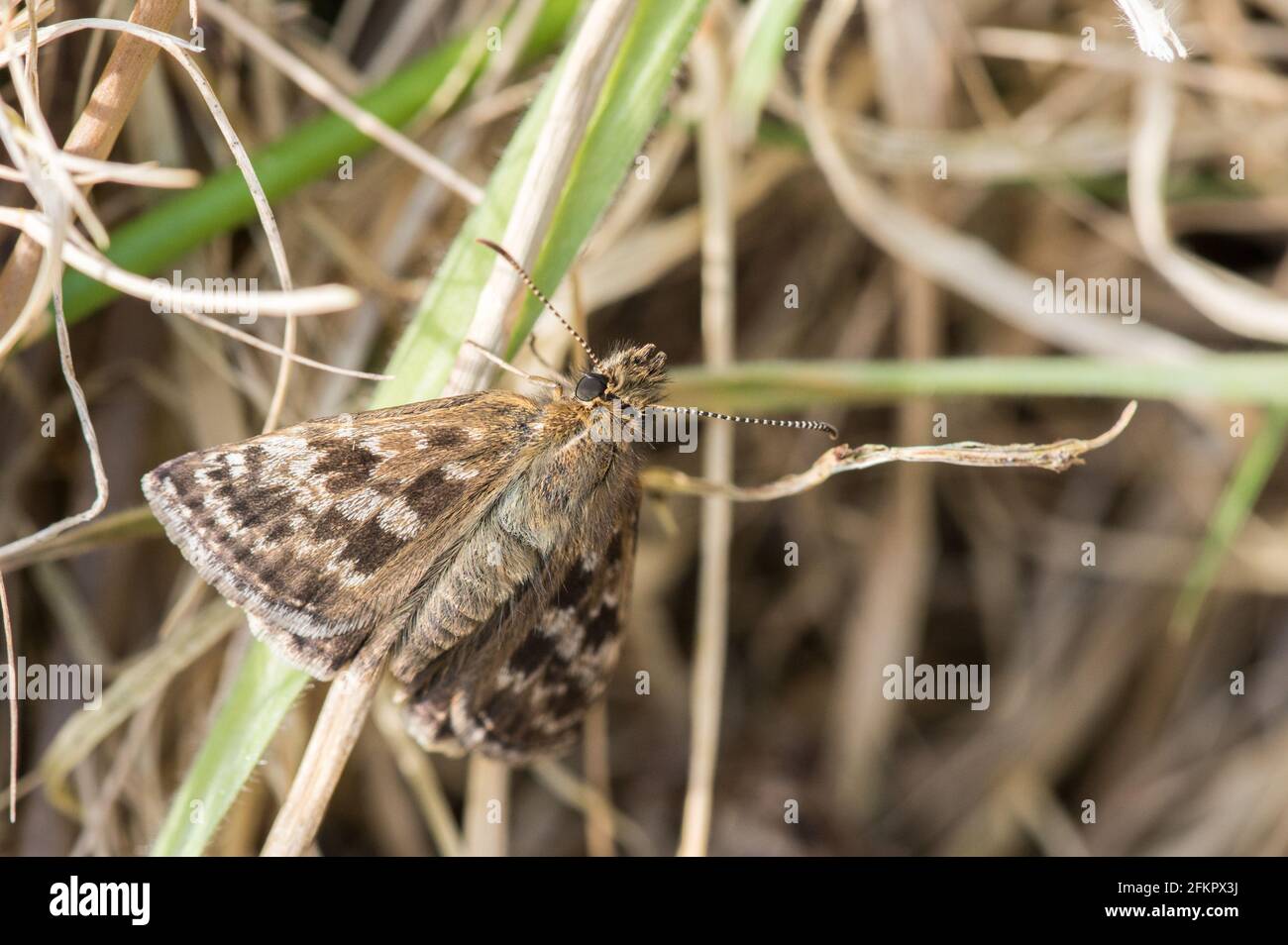 Farfalla dello skipper dingy che poggia su steli d'erba. Foto Stock