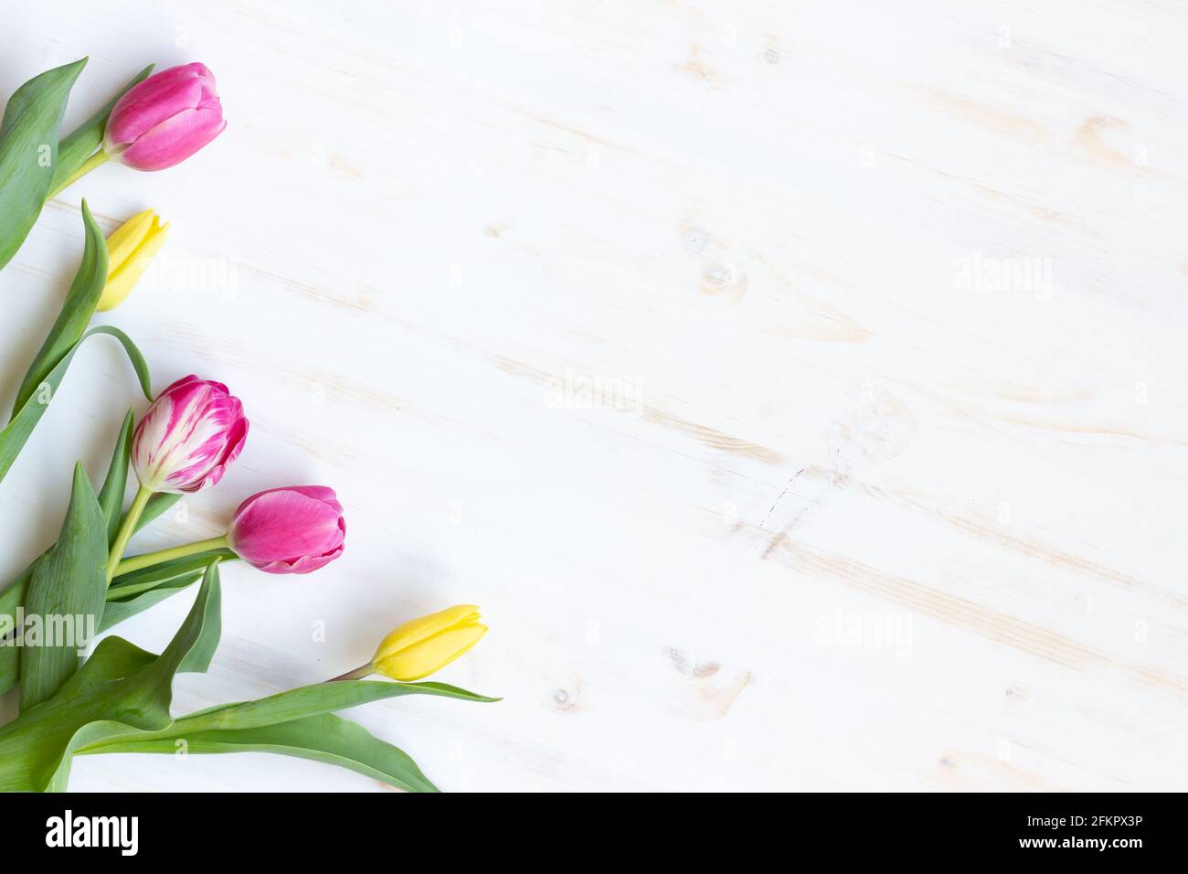 tulipani rosa e giallo che si stendano come bordo su legno bianco sfondo con spazio di copia Foto Stock