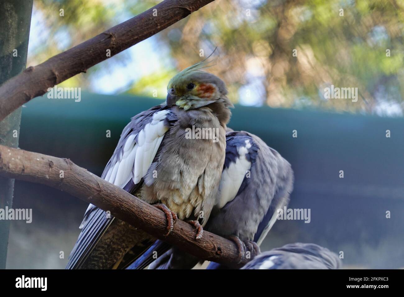 Fuoco selettivo della corella di pappagallo grigio su un albero filiale Foto Stock