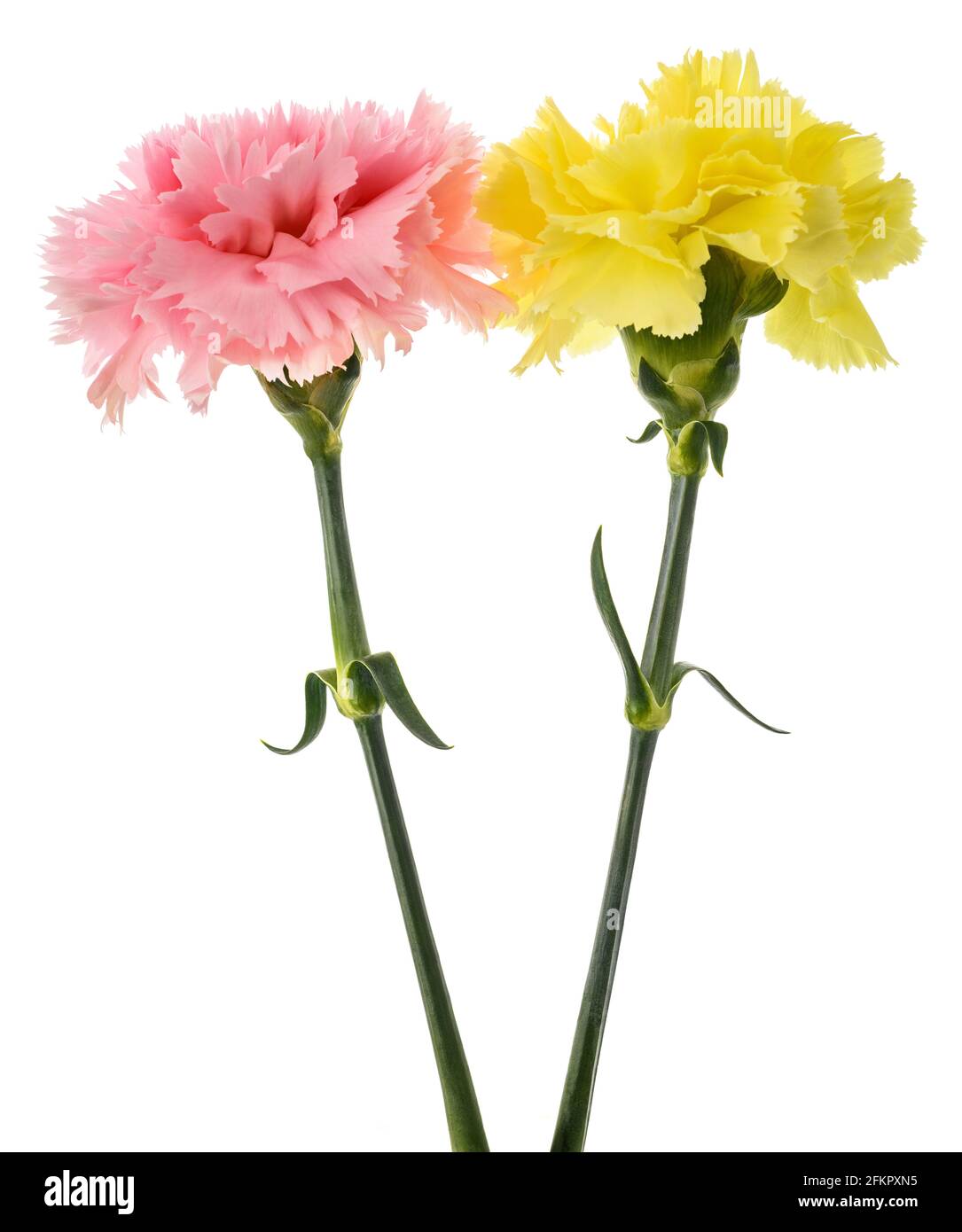 Fiori rosa e giallo garofani isolati su sfondo bianco Foto Stock