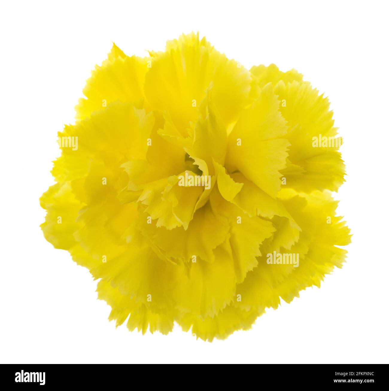 Garofano giallo isolato su sfondo bianco Foto Stock