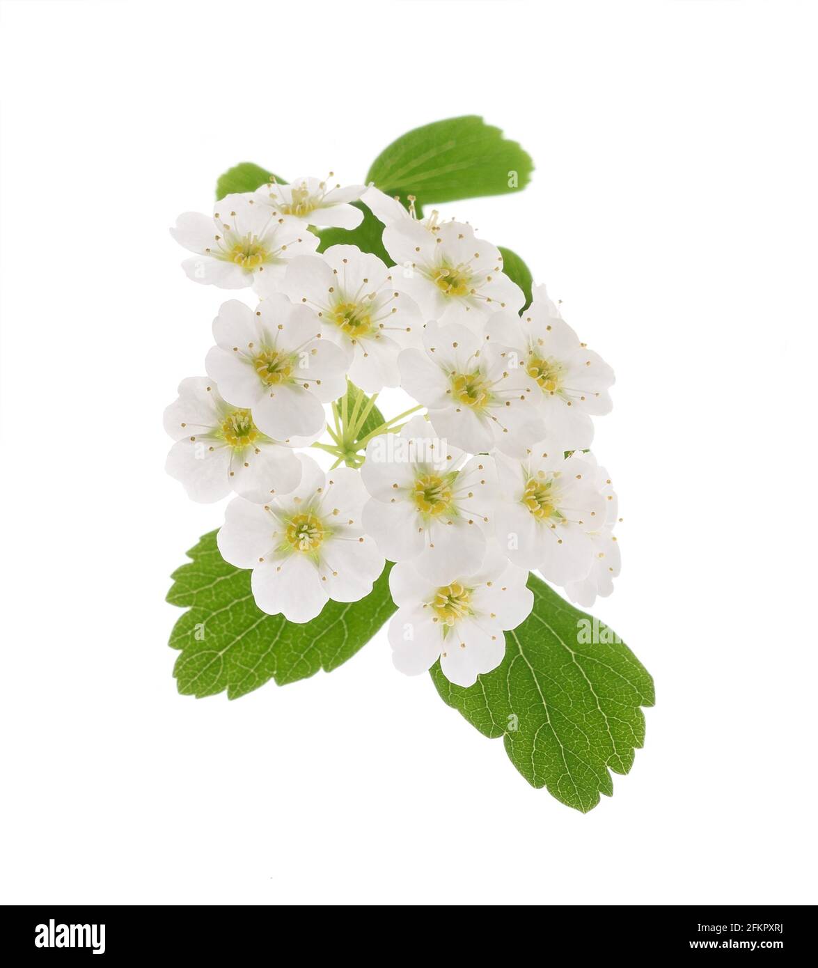 Fiori di spirea isolati su sfondo bianco Foto Stock