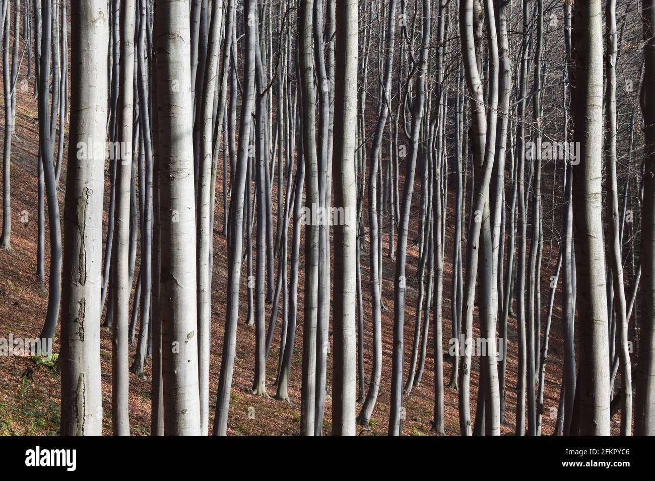 Tronchi di alti alberi sottili in una faggeta Foto Stock