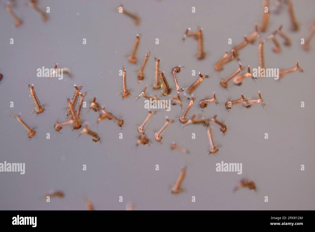 Larve della zanzara squeaky (Culex pipipiens) sotto la superficie della piscina Foto Stock