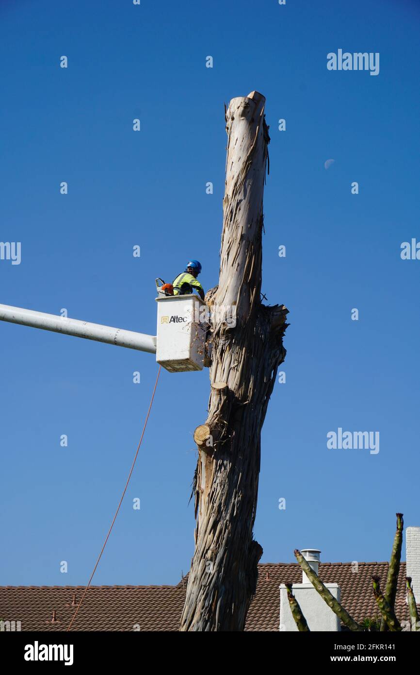 Albero in accorciatura Foto Stock
