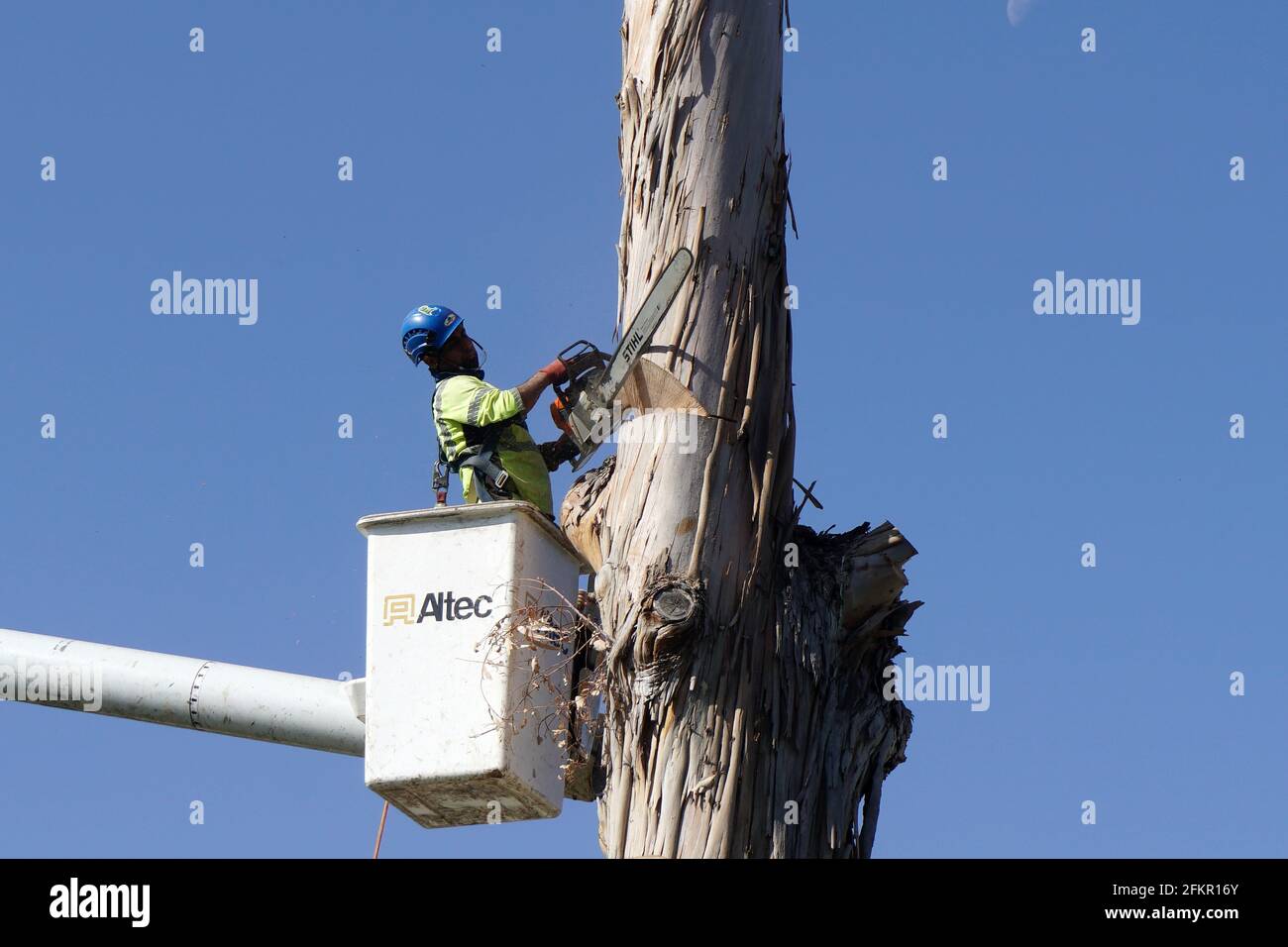 Albero in accorciatura Foto Stock