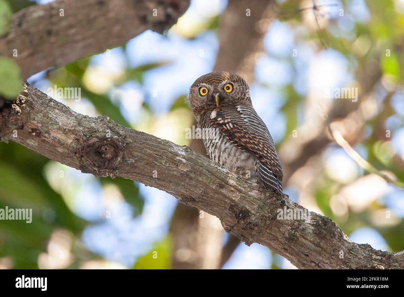 gufo della giungla barrato o gufo della giungla, gufo, radiatum del glaucidium, adulto singolo appollaiato nell'albero, Sri Lakna Foto Stock