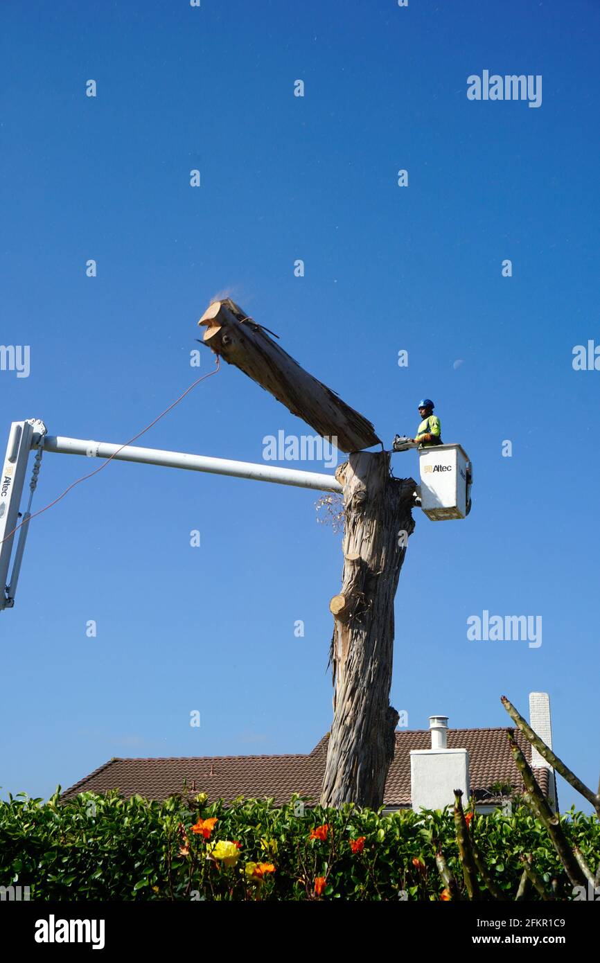 Albero in accorciatura Foto Stock