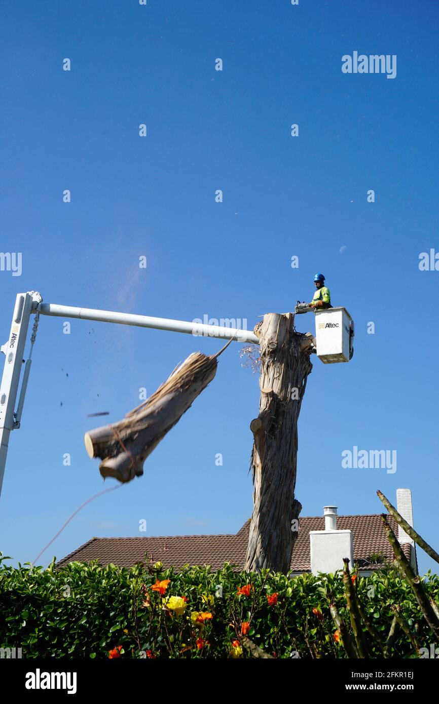 Albero in accorciatura Foto Stock