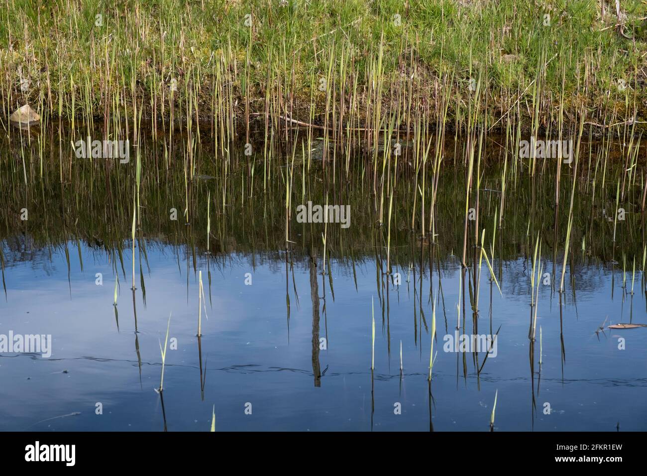 Erba e canne al bordo di un laghetto sono riflesso nell'acqua in primavera Foto Stock