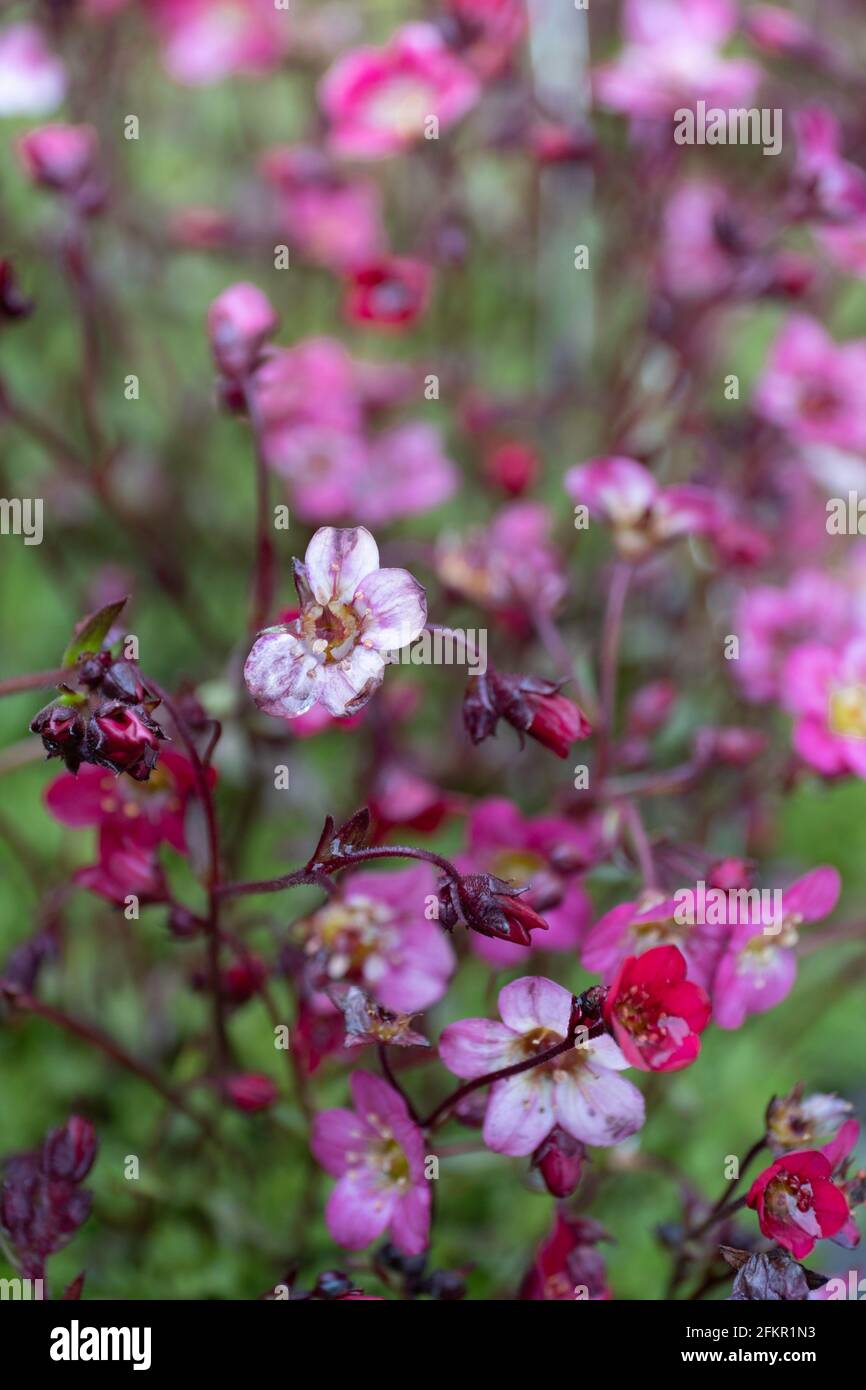 Fiori rosa, viola e rosso di Saxifraga Arendsii 'Purpurteppich' in un giardino. Spesso cresciuto in fondo roccioso. Profondità di campo ridotta, Foto Stock