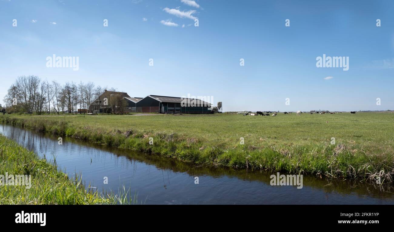 Fattoria con casa e stabile moderno per i bovini da latte nel paesaggio pianeggiante prato con un fosso in primo piano a Friesland, Paesi Bassi Foto Stock