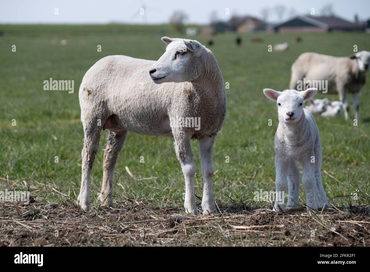 Pecora con agnello in un pascolo verde con una fattoria frizzante all'orizzonte. Foto Stock
