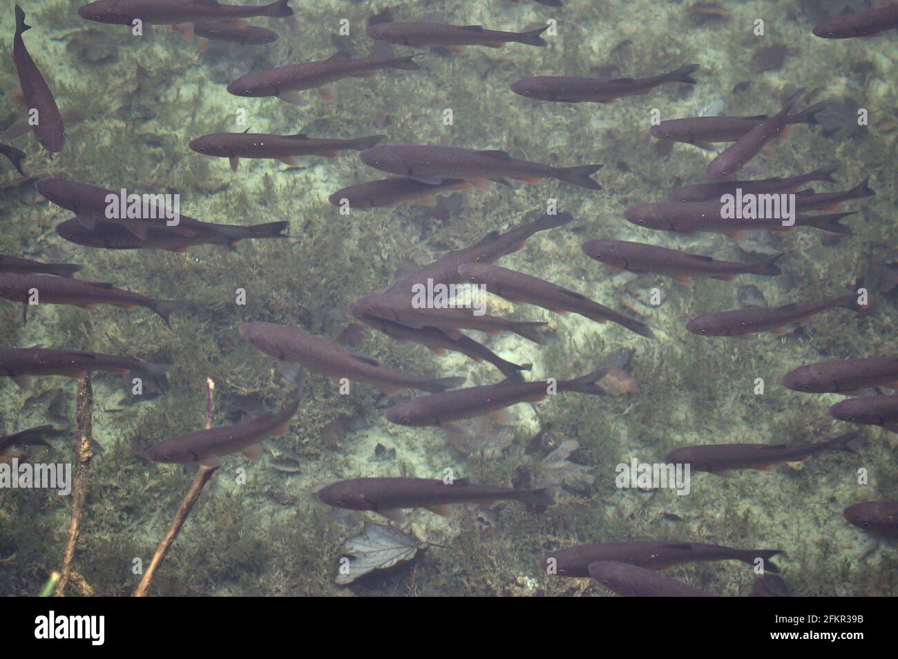 Pesci grigi che nuotano sott'acqua Foto Stock